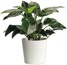 Plante d'intérieur dans un cache-pot rainuré