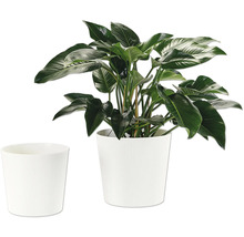 Strelitzia dans un pot blanc