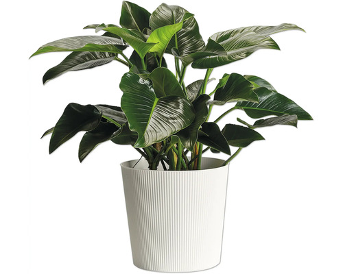 Plante d'intérieur dans un pot blanc