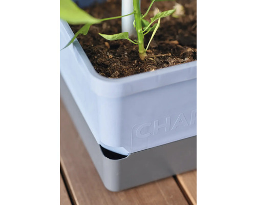 Vue détaillée d'un bac à fleurs avec plante et terre