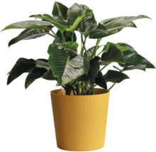 Plante d'intérieur dans un pot