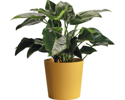 Plante d'intérieur dans un pot