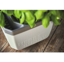 Pot à herbes avec l'inscription Herbs Buddy et herbes aromatiques