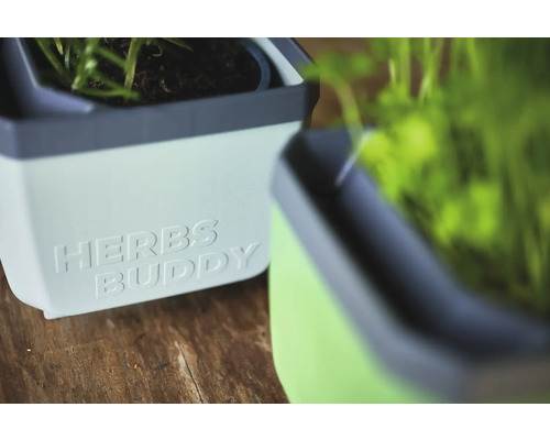 Deux pots à herbes avec l'inscription Herbs Buddy.