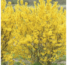 Forsythia dans le jardin, fleur printanière