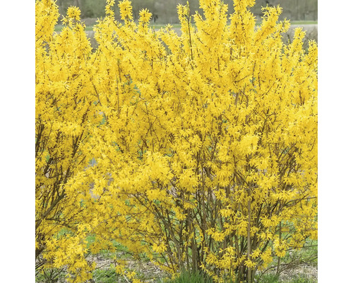 Forsythia dans le jardin, fleur printanière