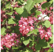 Groseillier d'ornement en fleurs avec des feuilles vertes