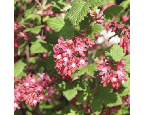 Groseillier d'ornement en fleurs avec des feuilles vertes