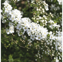 Spirée fleurie avec des fleurs blanches