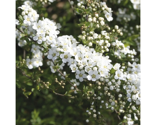 Spirée fleurie avec des fleurs blanches