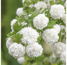 Fleurs de boule de neige avec des feuilles