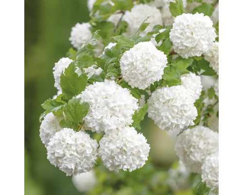 Fleurs de boule de neige avec des feuilles