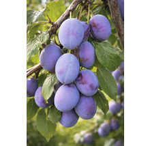 Prunes sur une branche avec des feuilles