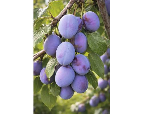 Prunes sur une branche avec des feuilles