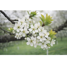 Branche avec des fleurs blanches