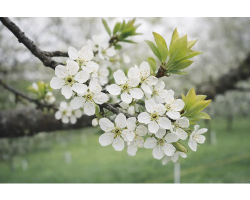 Branche avec des fleurs blanches