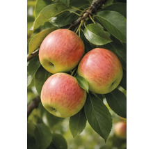 Trois pommes sur la branche avec des feuilles vertes