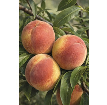 Gros plan sur des pêches sur l'arbre avec des feuilles