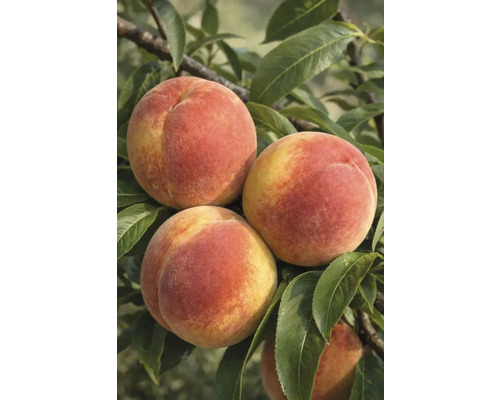 Gros plan sur des pêches sur l'arbre avec des feuilles