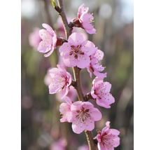 Branche avec fleurs roses