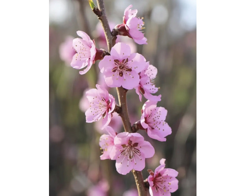 Branche avec fleurs roses