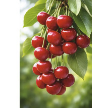 Cerises mûres avec feuilles sur une branche