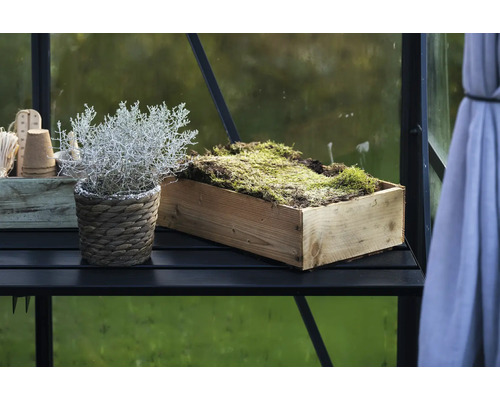 Plante en panier et mousse dans une boîte en bois sur une étagère noire