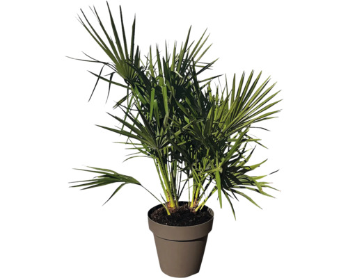 Palmier chanvre en pot comme plante d'intérieur