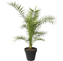 Palmier dattier en pot comme plante d'intérieur