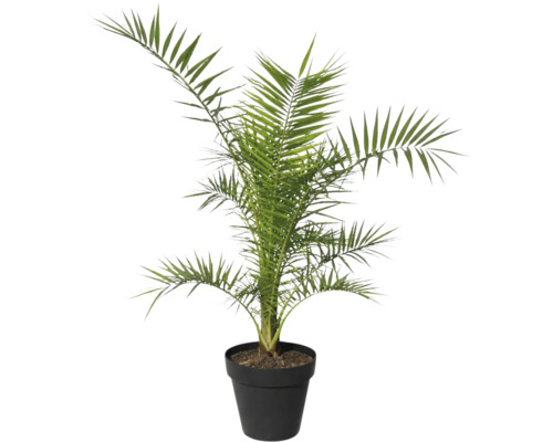 Palmier dattier en pot comme plante d'intérieur