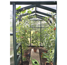 Innenansicht eines Gewächshauses mit Tomatenpflanzen, hängenden Gurken, einer grünen Gießkanne und einem Mittelgang aus Steinplatten.