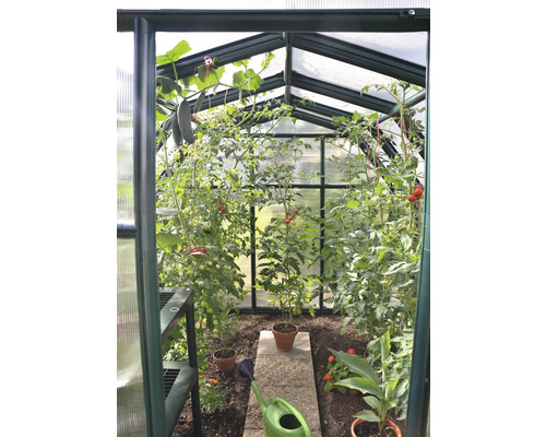 Innenansicht eines Gewächshauses mit Tomatenpflanzen, hängenden Gurken, einer grünen Gießkanne und einem Mittelgang aus Steinplatten.