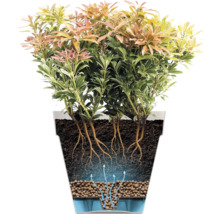 Querschnitt einer Pflanze im Topf mit Drainageschicht aus Blähton und Wasserreservoir. Pfeile verdeutlichen die Bewässerung von unten.