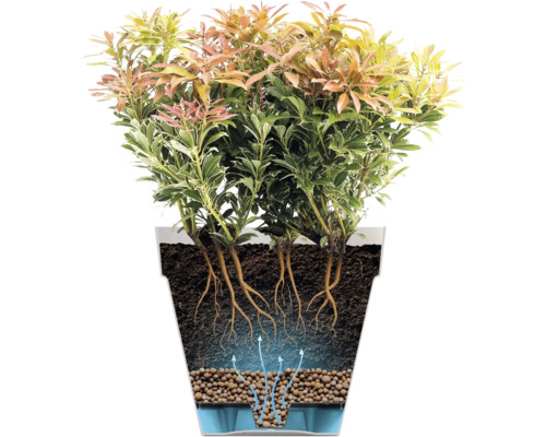 Querschnitt einer Pflanze im Topf mit Drainageschicht aus Blähton und Wasserreservoir. Pfeile verdeutlichen die Bewässerung von unten.