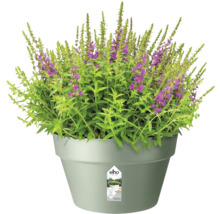 Pot de fleurs Elho en plastique avec une plante vivace à fleurs violettes.