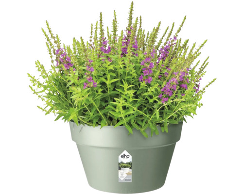 Pot de fleurs Elho en plastique avec une plante vivace à fleurs violettes.