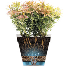 Coupe d'une plante en pot montrant le système d'arrosage avec réservoir d'eau, billes d'argile, terre et racines.