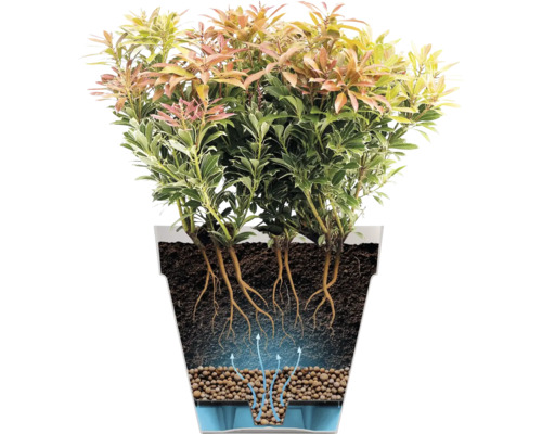 Coupe d'une plante en pot montrant le système d'arrosage avec réservoir d'eau, billes d'argile, terre et racines.