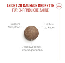 Croquette facile à mâcher pour dents sensibles, meilleure acceptation et expérience d'alimentation équilibrée. Royal Canin Logo.