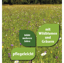 Wildblumenwiese mit Gräsern, mehrjährig blühend und pflegeleicht.