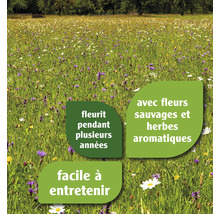 Prairie fleurie colorée avec fleurs sauvages vivaces et herbes aromatiques, facile à entretenir et naturelle.