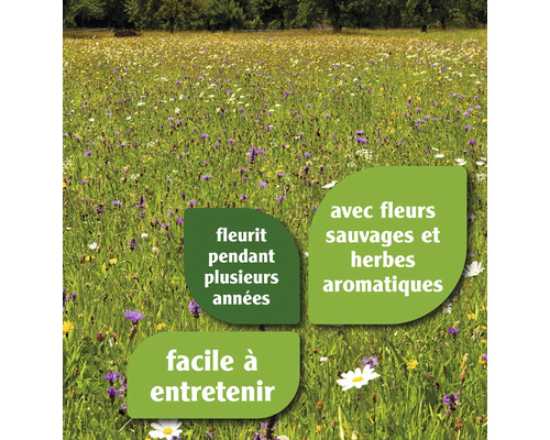 Prairie fleurie colorée avec fleurs sauvages vivaces et herbes aromatiques, facile à entretenir et naturelle.