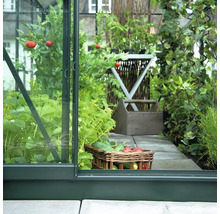 Vue à l'intérieur d'une serre au cadre vert foncé, avec des plants de tomates, des fraises et un panier de légumes sur un chemin pavé.