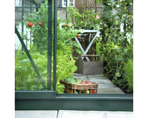 Vue à l'intérieur d'une serre au cadre vert foncé, avec des plants de tomates, des fraises et un panier de légumes sur un chemin pavé.