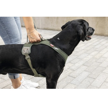 Un grand chien portant un harnais avec des sangles rembourrées et une poignée au dos tenue par une main.