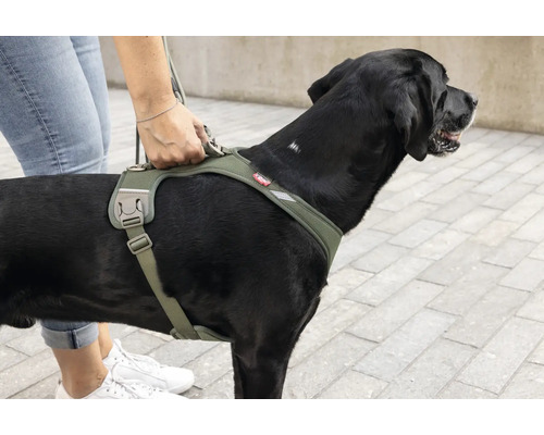Un grand chien portant un harnais avec des sangles rembourrées et une poignée au dos tenue par une main.
