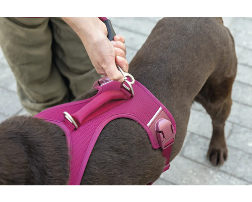 Harnais pour chien en maille avec poignée et anneau métallique pour fixer une laisse.
