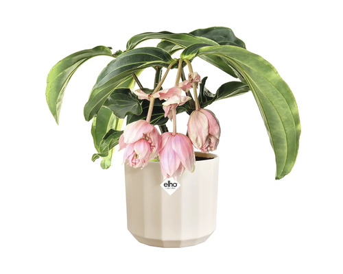 Medinilla magnifica avec fleurs roses pendantes et feuilles vertes dans un cache-pot blanc facetté, elho Logo.