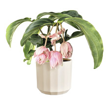Plante d'intérieur Medinilla magnifica dans un pot blanc avec des fleurs roses pendantes.