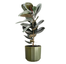 Caoutchouc Ficus elastica avec des feuilles brillantes dans un cache-pot vert.
